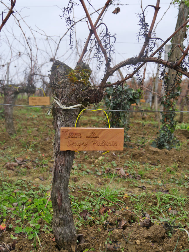 Виноградник на урожай